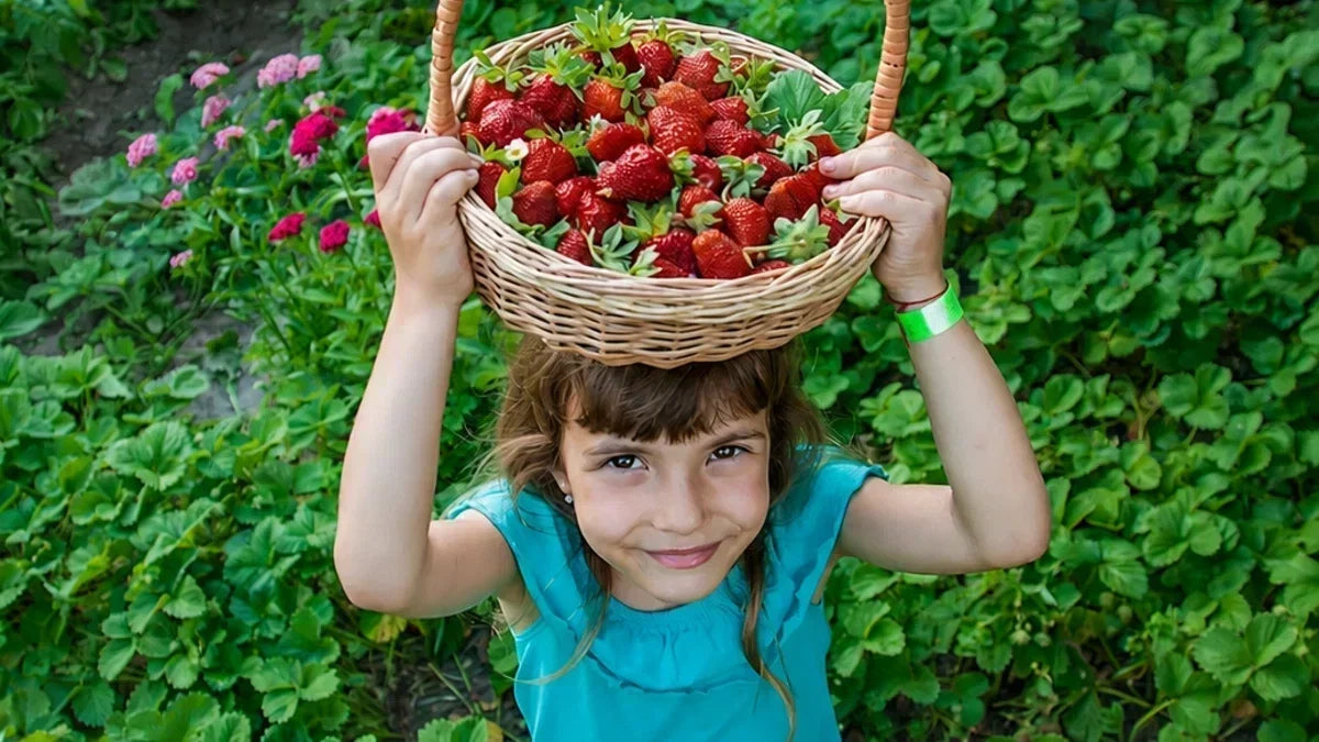 A young girl holding a full basket of strawberries over her head at a picking farm. 
